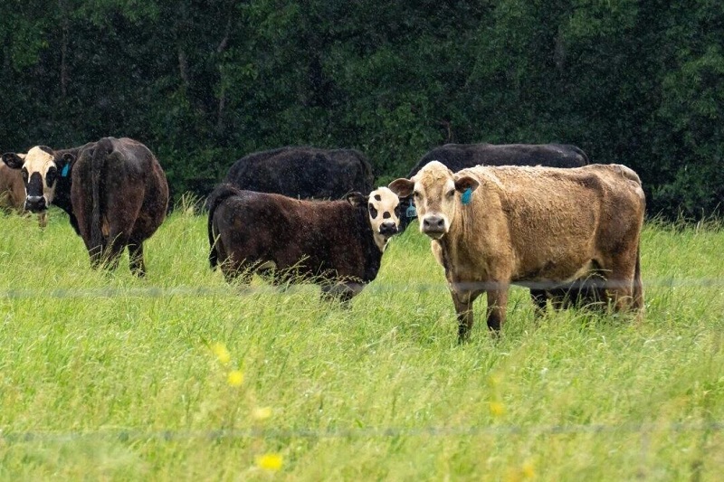 Etats-Unis : la flambée des prix du bœuf